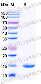 Валидация SDS-PAGE - AntibodySystem RHB42604