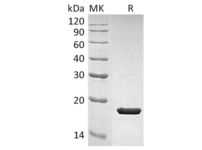 Валидация Elabscience PKSH033633(3919)