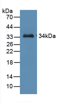 36160