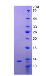 46743