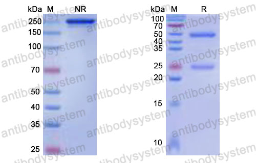 Валидация SDS-PAGE - AntibodySystem RHJ93108
