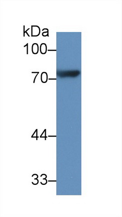 9196