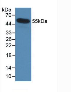 61502