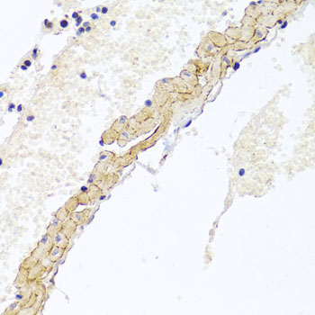 Валидация Elabscience E-AB-63817