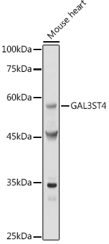 Валидация Elabscience E-AB-92625