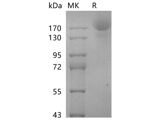 Валидация Elabscience PKSV030314(6047)