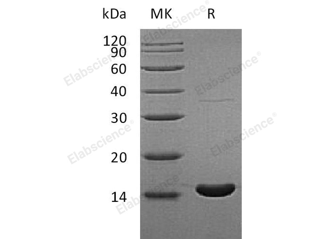Валидация Elabscience PKSH033000(3386)