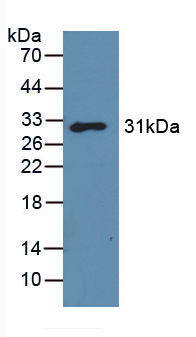 39230