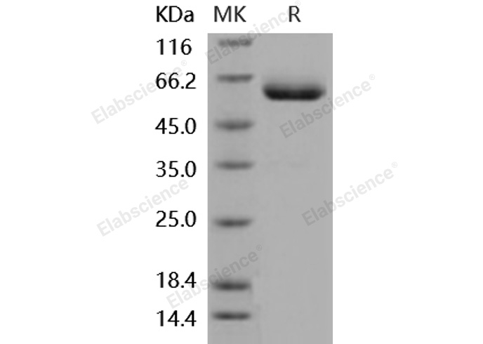 Валидация Elabscience PKSM040911(4858)