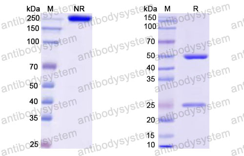 Валидация SDS-PAGE - AntibodySystem RMB96701