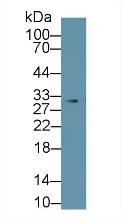 9656