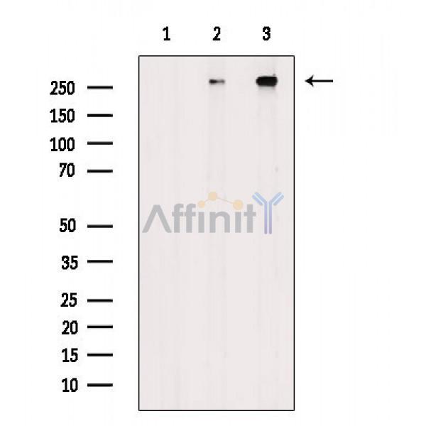 Валидация Affinity DF8381 - 20253