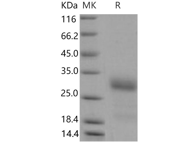 Валидация Elabscience PKSM040673(4655)