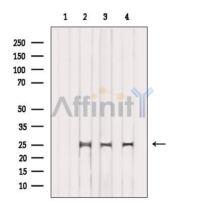 Валидация Affinity DF2609 - 13299