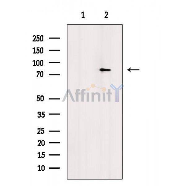 Валидация Affinity AF6700 - 3955
