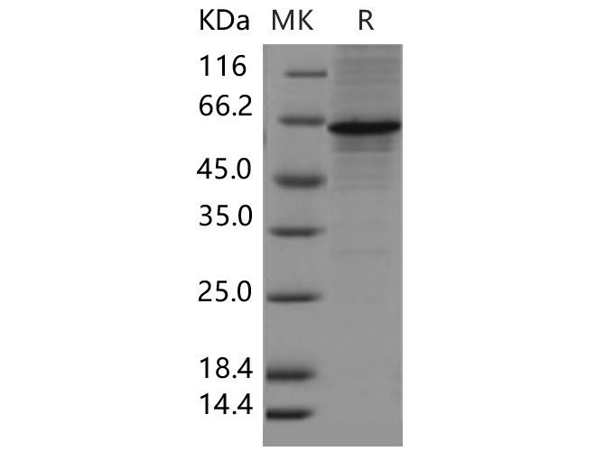Валидация Elabscience PKSM040634(4619)