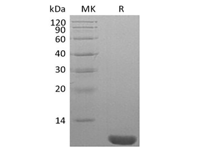 Валидация Elabscience PKSH034041(4272)