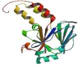 Mothers Against Decapentaplegic Homolog 9 (Smad9)