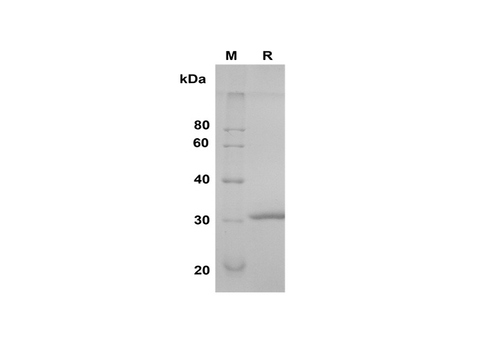 Валидация Elabscience PDMH100327(939)