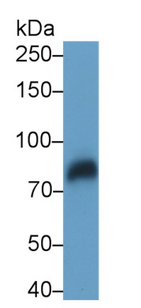 40015