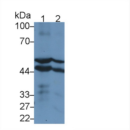64204