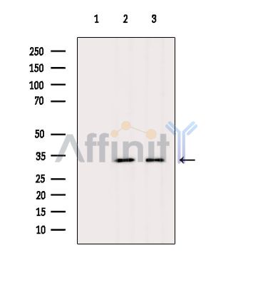 Валидация Affinity DF15871 - 12382
