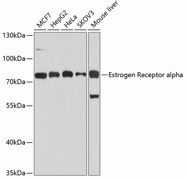 Валидация Elabscience E-AB-60073