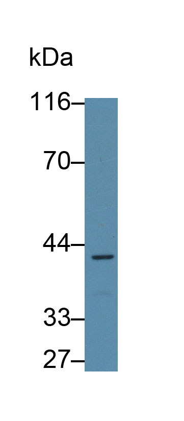 30784