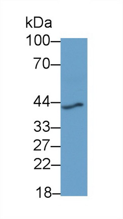 21241