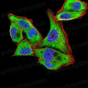 Валидация IF - AntibodySystem RHD97505