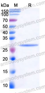EHD24501, SDS-PAGE