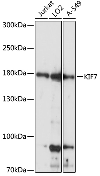 Валидация Elabscience E-AB-91213