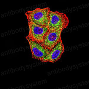 Валидация IF - AntibodySystem RHN95702