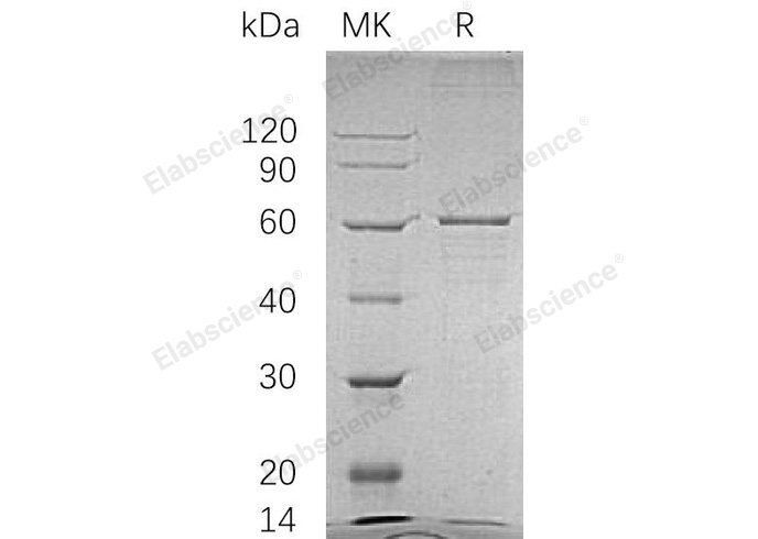 Валидация Elabscience PKSH030381(1317)