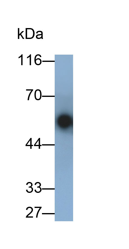 60356