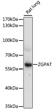 Валидация Elabscience E-AB-66864