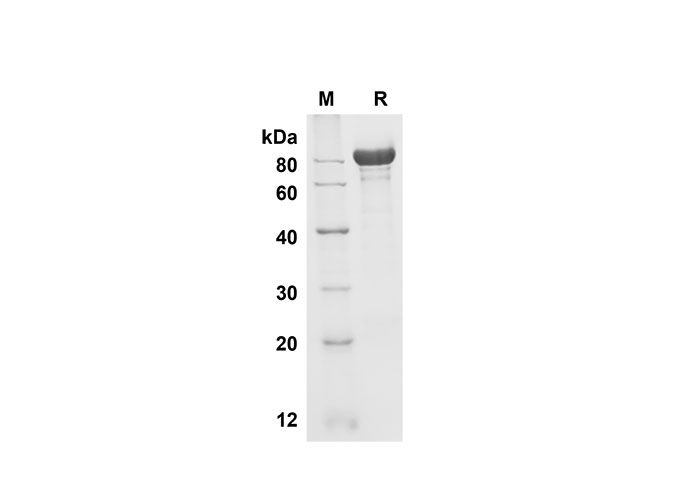 Валидация Elabscience PDMM100140(1100)