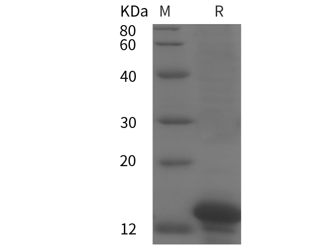 Валидация Elabscience PDEH100863(297)