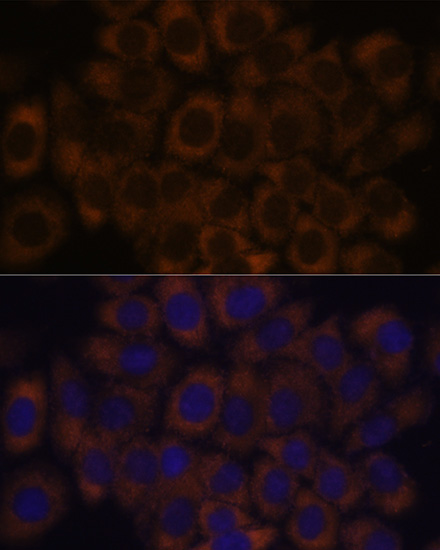 Валидация Elabscience E-AB-63775