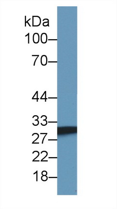 14506