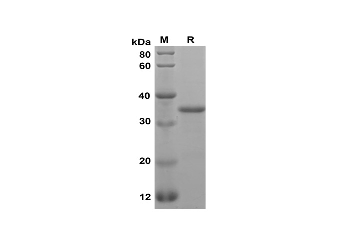 Валидация Elabscience PDEM100168(517)