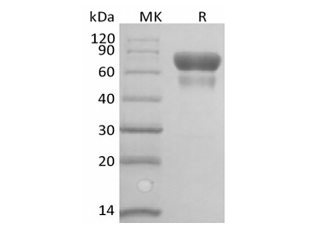 Валидация Elabscience PKSH033948(4177)