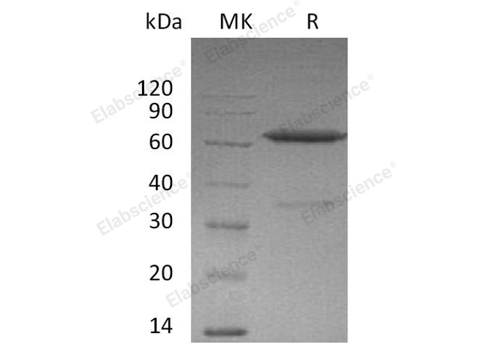 Валидация Elabscience PKSM041008(4942)