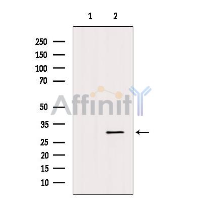 Валидация Affinity DF9222 - 21628