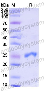 Валидация SDS-PAGE - AntibodySystem RHJ92802