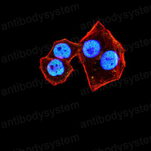 Валидация IF - AntibodySystem RHE40506