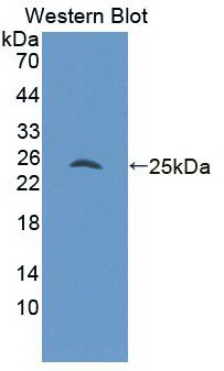 60355