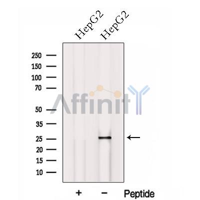 Валидация Affinity DF13068 - 7932