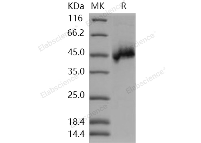 Валидация Elabscience PKSH031084(1874)