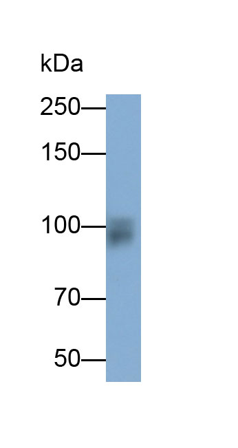 31688